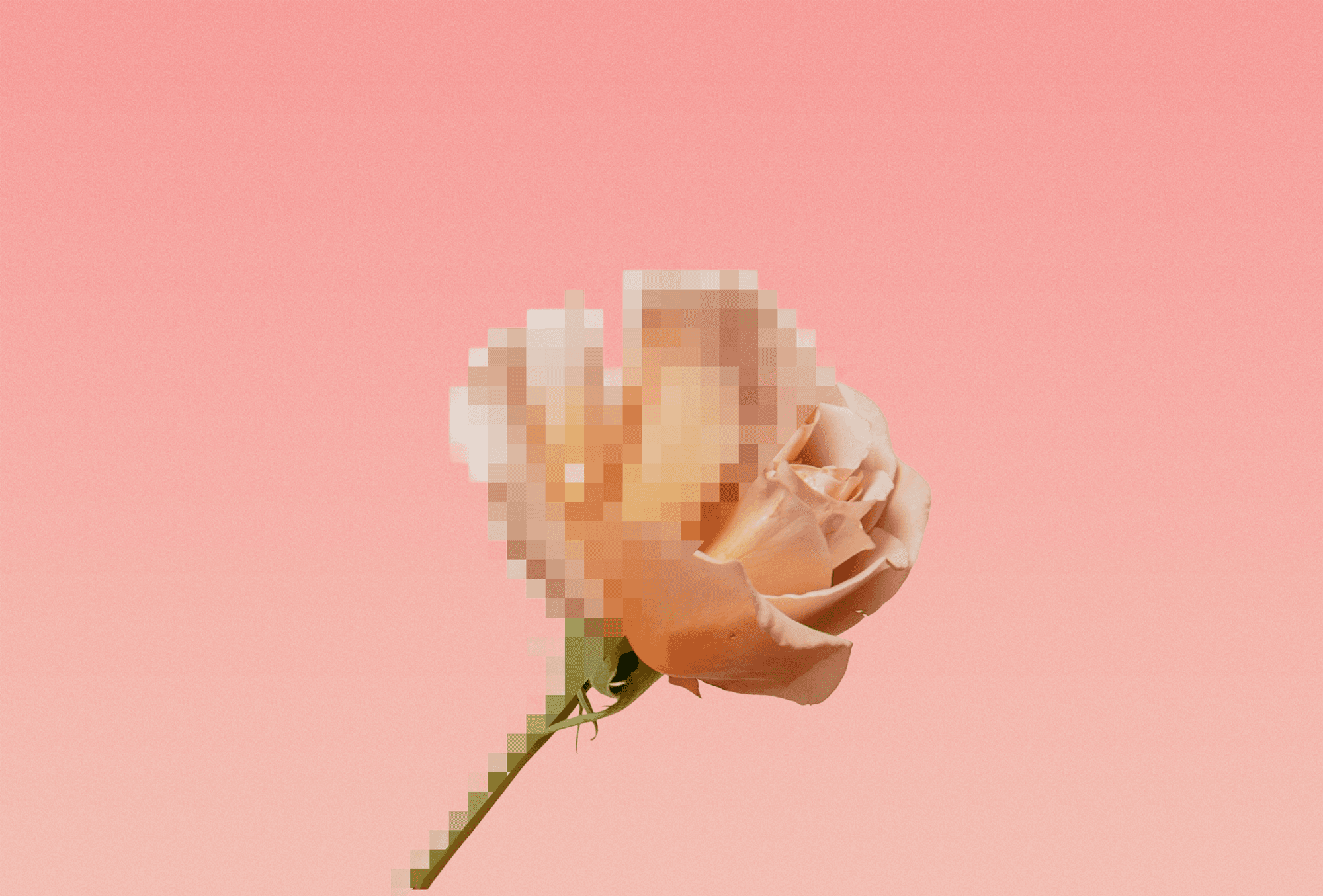 rosescreenshot 2